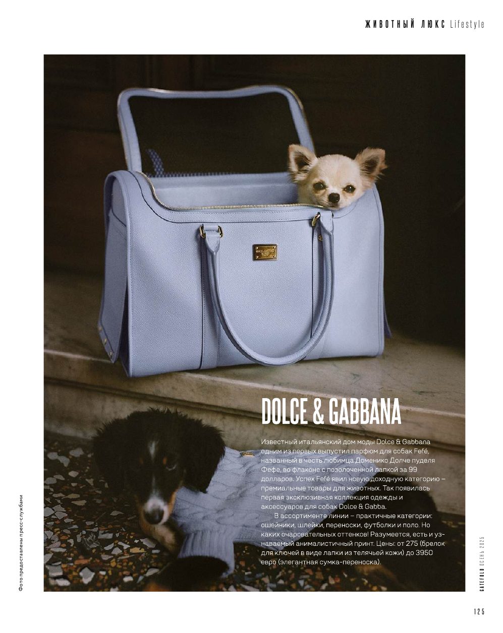 Gucci Pet Collection